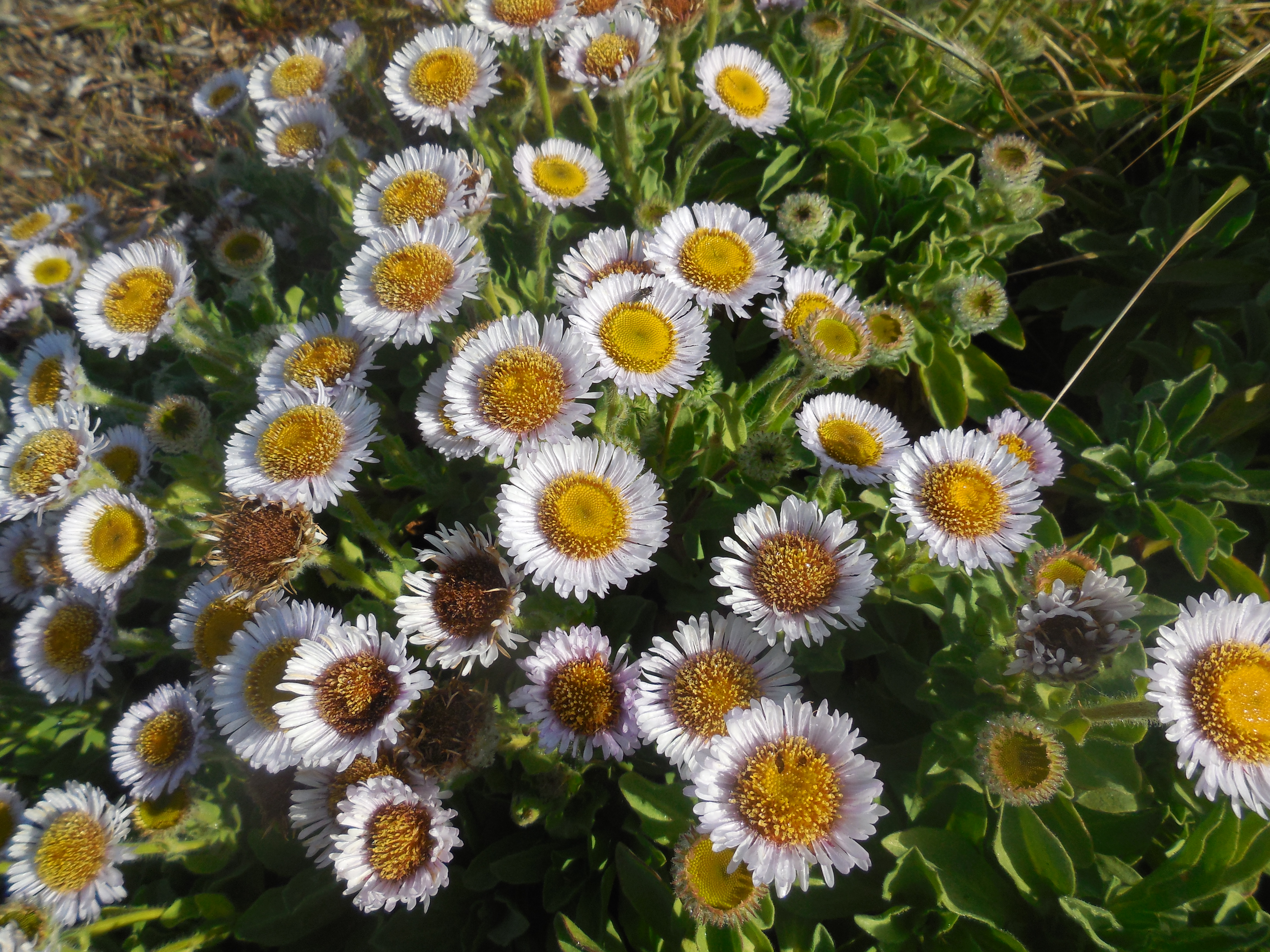 seaside daisy (Erigeron glaucus)